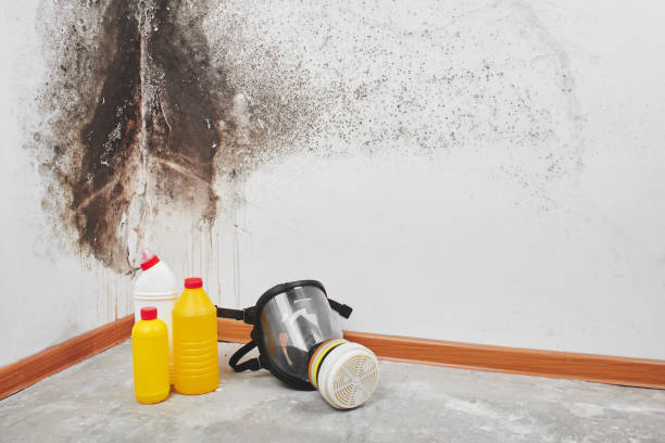 Trusted Fetters Hot Springs Agua Caliente, CA Mold Removal Experts