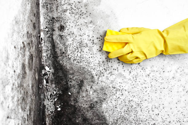 Best Office Mold Removal Services  in Fetters Hot Springs Agua Liente, CA