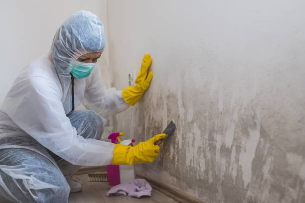 Mold Removal and Inspection in Fetters Hot Springs Agua Caliente, CA