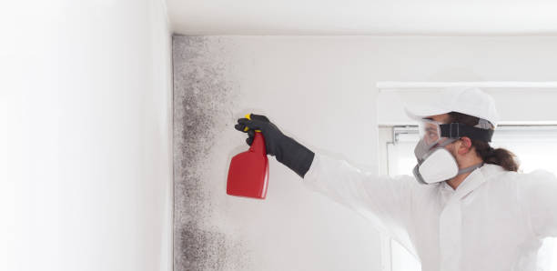 Office Mold Removal Services in Fetters Hot Springs Agua Caliente, CA