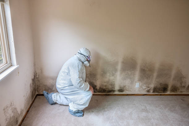 Best Attic Mold Removal  in Fetters Hot Springs Agua Liente, CA
