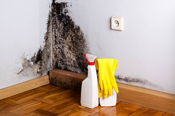 Best Residential Mold Removal  in Fetters Hot Springs Agua Liente, CA
